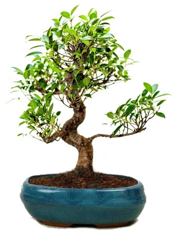 25 cm ile 30 cm aralığında Ficus S bonsai  Bingöl Gölüm Çiçek çiçek gönderme sitemiz güvenlidir 