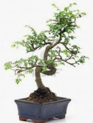 S gvde bonsai minyatr aa japon aac  Bingl Glm iek iek sat 