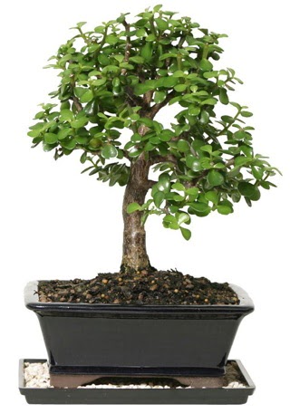 15 cm civar Zerkova bonsai bitkisi  Bingl Glm iek iek siparii sitesi 