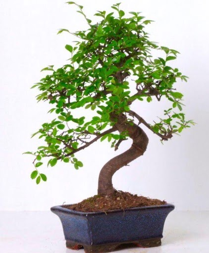 S gvdeli bonsai minyatr aa japon aac  Bingl Glm iek iek gnderme sitemiz gvenlidir 