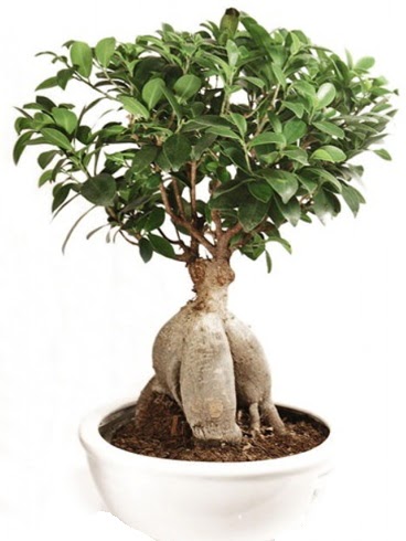 Ginseng bonsai japon aac ficus ginseng  Bingl Glm iek nternetten iek siparii 