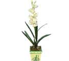Özel Yapay Orkide Beyaz   Bingöl Gölüm Çiçek online çiçekçi , çiçek siparişi 