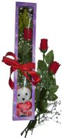  Bingöl Gölüm Çiçek internetten çiçek siparişi  3 adet canli gül ve oyuncak ayicik