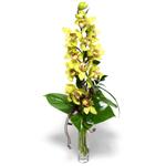  Bingöl Gölüm Çiçek İnternetten çiçek siparişi  cam vazo içerisinde tek dal canli orkide