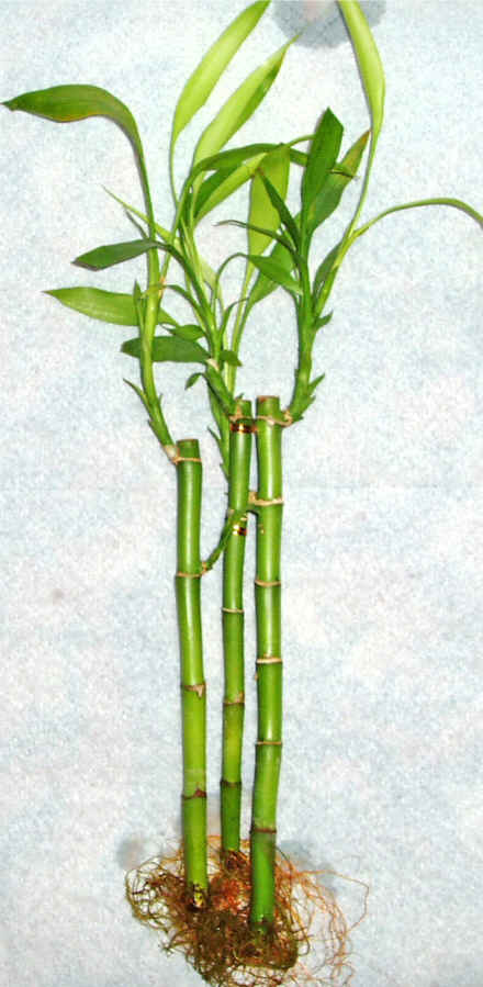 Lucky Bamboo 3 adet vazo hediye edilir   Bingl Glm iek cicek , cicekci 