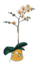  Bingöl Gölüm Çiçek online çiçek gönderme sipariş  Phalaenopsis Orkide ithal kalite