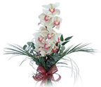  Bingöl Gölüm Çiçek çiçek siparişi sitesi  Dal orkide ithal iyi kalite