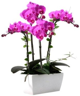 Seramik vazo içerisinde 4 dallı mor orkide  Bingöl Gölüm Çiçek çiçek satışı 