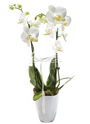 2 dallı beyaz seramik beyaz orkide saksısı  Bingöl Gölüm Çiçek çiçek gönderme sitemiz güvenlidir 