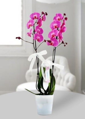 Çift dallı mor orkide  Bingöl Gölüm Çiçek çiçekçiler 